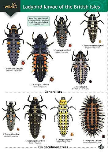 Imagen de archivo de Guide to the Ladybird Larvae of the British Isles (Chart) a la venta por Monster Bookshop