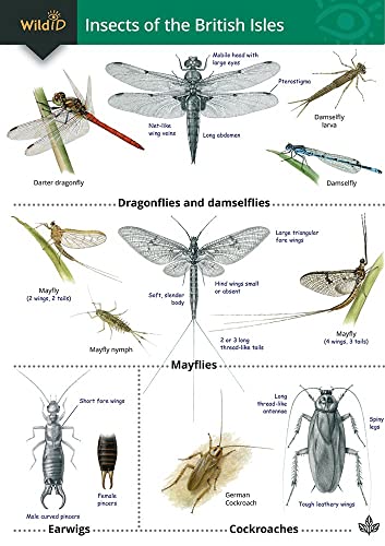 Stock image for Insects of the British Isles (WildID) for sale by WorldofBooks