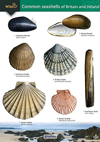 Stock image for Common Seashells of Britain and Ireland (WildID) for sale by WorldofBooks