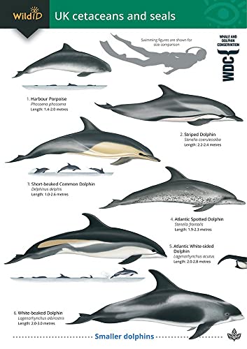 Beispielbild fr Guide to the UK Cetaceans and Seals zum Verkauf von Blackwell's