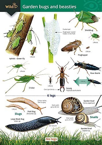 Stock image for Garden Bugs and Beasties (Chart) for sale by Reuseabook