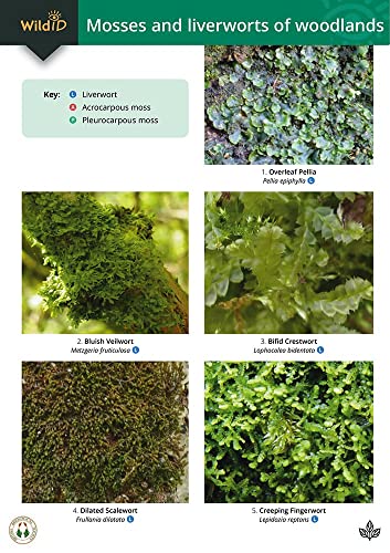 Beispielbild fr Guide to Mosses and Liverworts of Woodlands (WildID) zum Verkauf von WorldofBooks