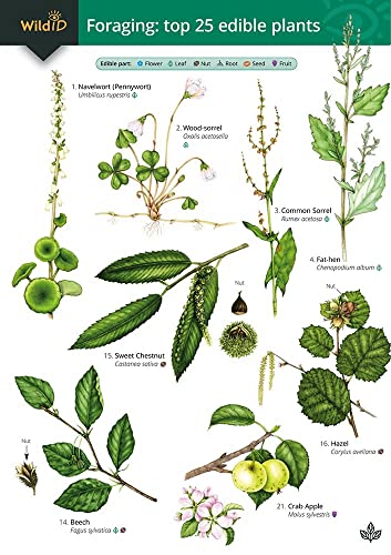 Stock image for Guide to Foraging Top 25 Edible Plants Chart for sale by PBShop.store US