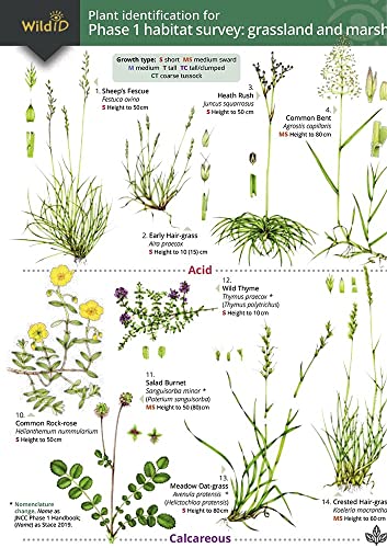 Stock image for Plant Identification For Phase 1 Habitat Survey: Grassland And Marsh for sale by GreatBookPrices