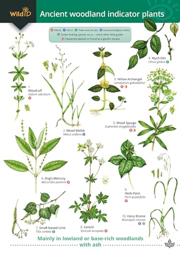 Beispielbild fr Ancient Woodland Indicator Plants (WildID) zum Verkauf von WorldofBooks