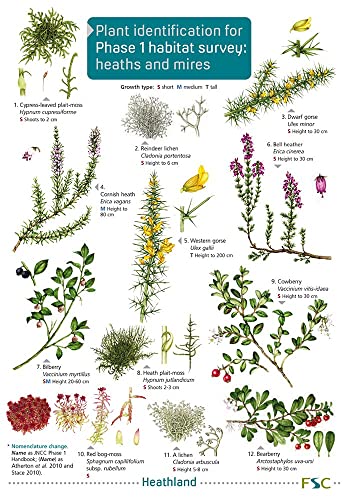 Stock image for Plant Identification For Phase 1 Habitat Survey: Heaths And Meres for sale by GreatBookPrices