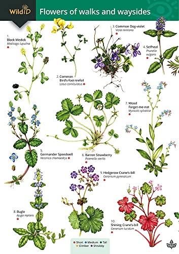 Stock image for Guide to flowers of walks and waysides 2017 FSC Foldout charts for sale by PBShop.store US
