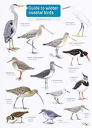 Imagen de archivo de Guide to Winter Coastal Birds a la venta por Blackwell's