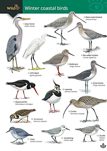 9781908819390: Guide to winter coastal birds: OP179 (FSC Fold-out chart)