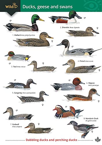 9781908819444: Ducks, Geese and Swans (WildID)