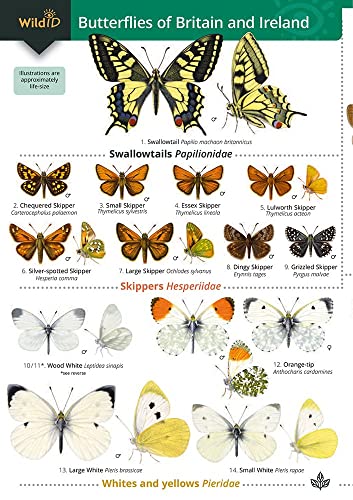 Beispielbild fr Guide to the Butterflies of Britain and Ireland zum Verkauf von Blackwell's