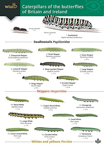 Beispielbild fr Guide to the Caterpillars of the Butterflies of Great Britain and Ireland zum Verkauf von Blackwell's