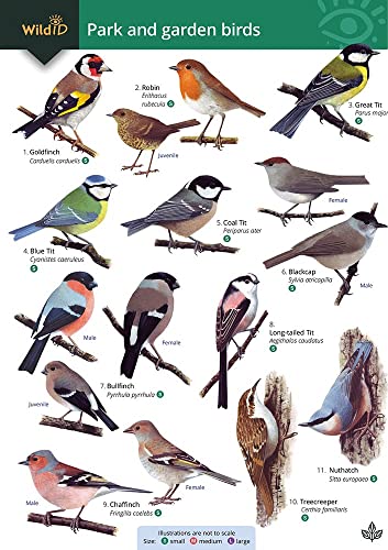 Stock image for Park And Garden Birds for sale by GreatBookPrices