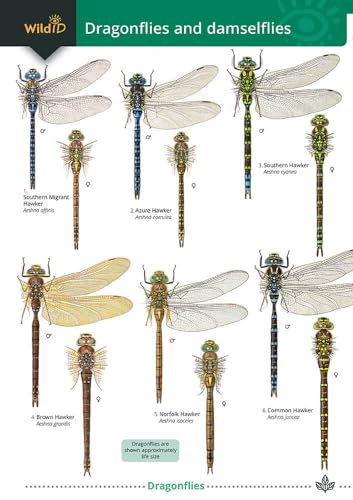 Beispielbild fr Dragonflies And Damselflies zum Verkauf von GreatBookPrices
