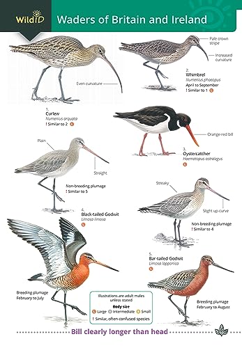 Beispielbild fr Wader of Britain and Ireland zum Verkauf von PBShop.store US
