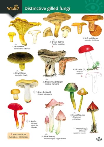 Imagen de archivo de Distinctive Gilled Fungi a la venta por GreatBookPrices