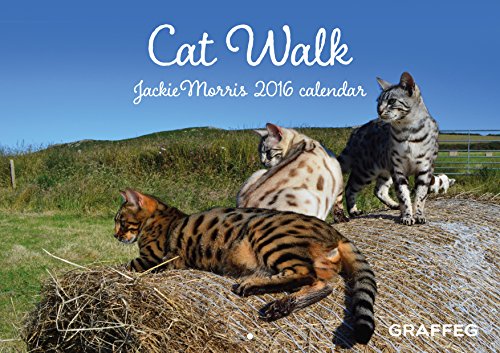 9781909823556: Cat Walk Calendar