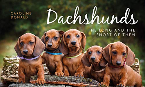 Beispielbild fr Dachshunds The Long and the Short of Them zum Verkauf von PBShop.store US