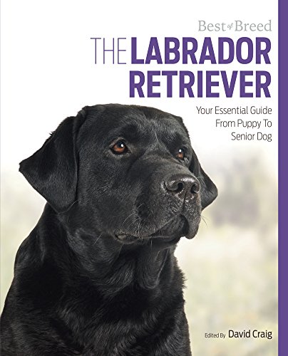 Stock image for Labrador Retriever Best of Breed for sale by AwesomeBooks