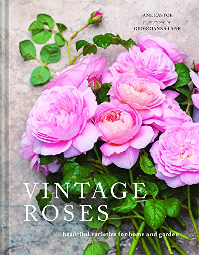 Beispielbild fr Vintage Roses: Beautiful varieties for home and garden zum Verkauf von WorldofBooks