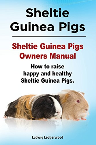 Stock image for Sheltie Guinea Pigs. Sheltie Guinea Pigs Owners Manual. How to raise happy and healthy Sheltie Guinea Pigs. for sale by Lucky's Textbooks