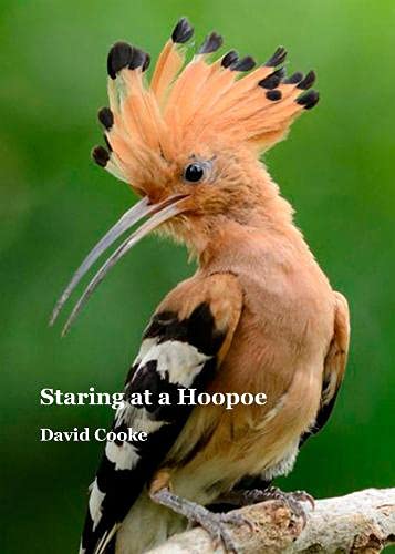 Stock image for Staring at a Hoopoe for sale by AwesomeBooks