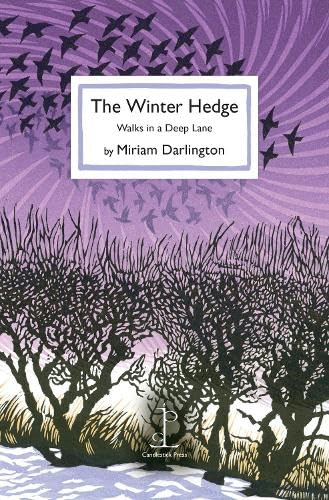 Beispielbild fr The Winter Hedge: Walks in a Deep Lane zum Verkauf von WorldofBooks