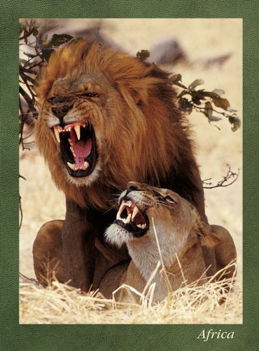 Lions Mating Journal (9781919734941) by Hoberman, Gerald