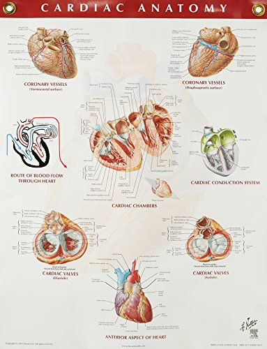 Cardiac Anatomy Chart (Netter Charts) (9781929007264) by Netter MD, Frank H.