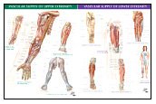 Vascular Supply of Upper Extremity & Vascular Supply of Lower Extremity - 2 Chart Set (Netter Charts) (9781929007554) by Netter MD, Frank H.