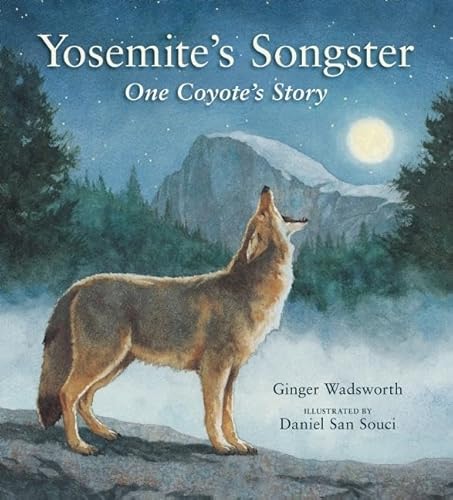 Stock image for Yosemite's Songster : One Coyote's Story for sale by Better World Books: West