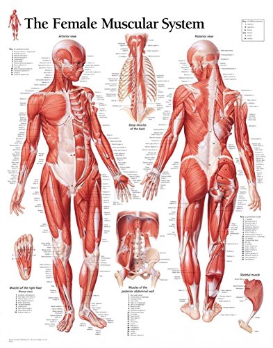 Muscular System Female chart: Wall Chart (9781930633049) by [???]