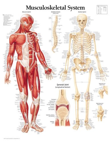 Musculoskeletal System chart: Laminated Wall Chart (9781930633339) by [???]