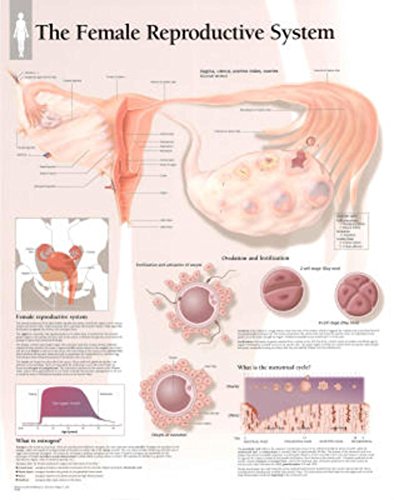 9781930633636: Female Reproductive System Laminated Poster