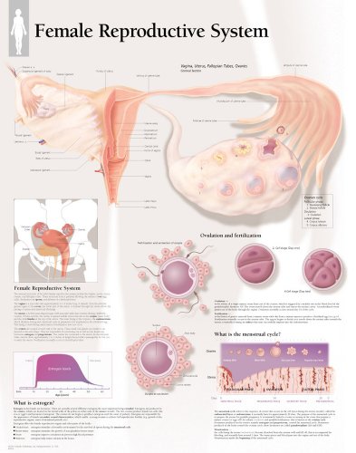 Female Reproductive System chart: Laminated Wall Chart (9781930633636) by [???]