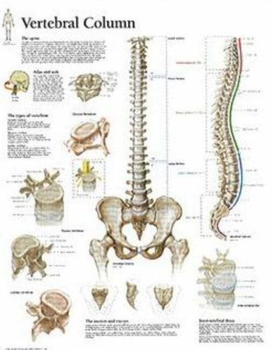 Vertebral Column chart: Wall Chart (9781930633667) by [???]