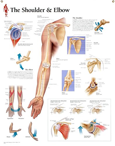 9781930633711: Understanding the Shoulder & Elbow Laminated Poster