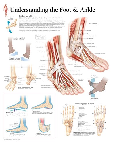 Understanding the Foot & Ankle chart: Wall Chart (9781930633728) by [???]