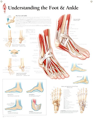 Understanding the Foot & Ankle chart: Laminated Wall Chart (9781930633735) by [???]