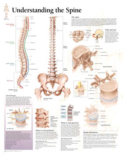 9781930633773: Understanding the Spine Laminated Poster