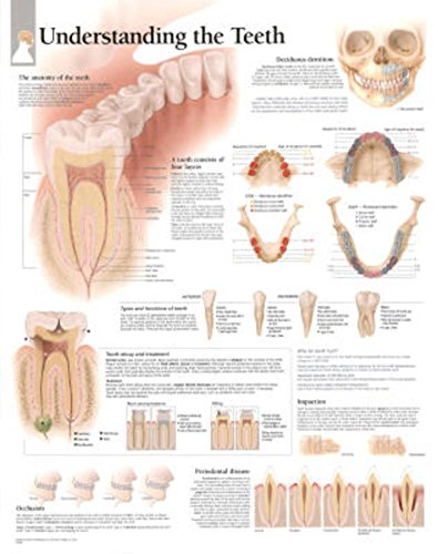 9781930633889: Understandingthe Teeth