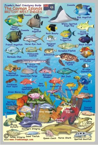 Cayman Islands Reef Creatures Waterproof Fish Card 4"x6" (9781931494380) by Franko Maps Ltd.