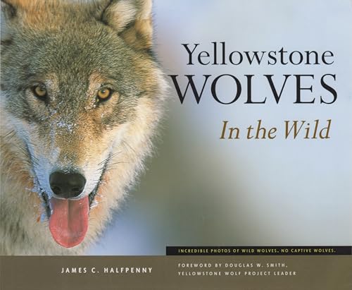 Stock image for Yellowstone Wolves in the Wild for sale by Wonder Book