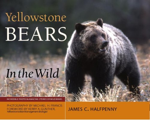 Yellowstone Bears in the Wild: Incredible Photos & Amazing Stories of Wild Bears