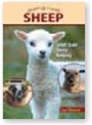 Stock image for Sheep: Small-Scale Sheep Keeping For Pleasure And Profit (Hobby Farms) for sale by Wonder Book