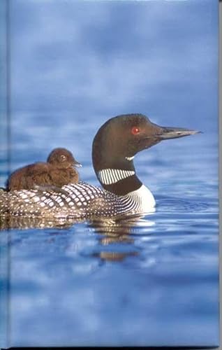 Stock image for Blank Journal: Loons for sale by SecondSale