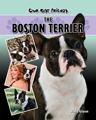 Beispielbild fr Boston Terrier zum Verkauf von ThriftBooks-Atlanta
