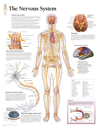9781932922080: Nervous System Laminated Poster