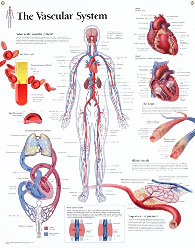 The Endocrine System chart: Laminated Wall Chart (9781932922103) by [???]