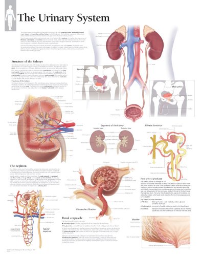 The Urinary System Chart: Wall Chart (9781932922455) by [???]